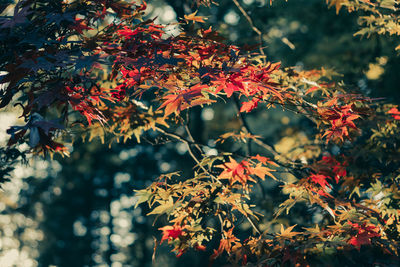 Close-up of maple leaves on tree