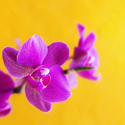 Pink flowers on colored background