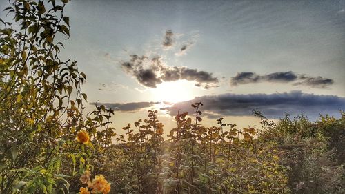 Scenic view of landscape against sky during sunset