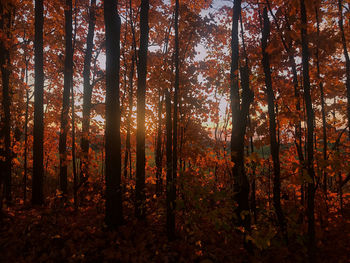 Trees in forest