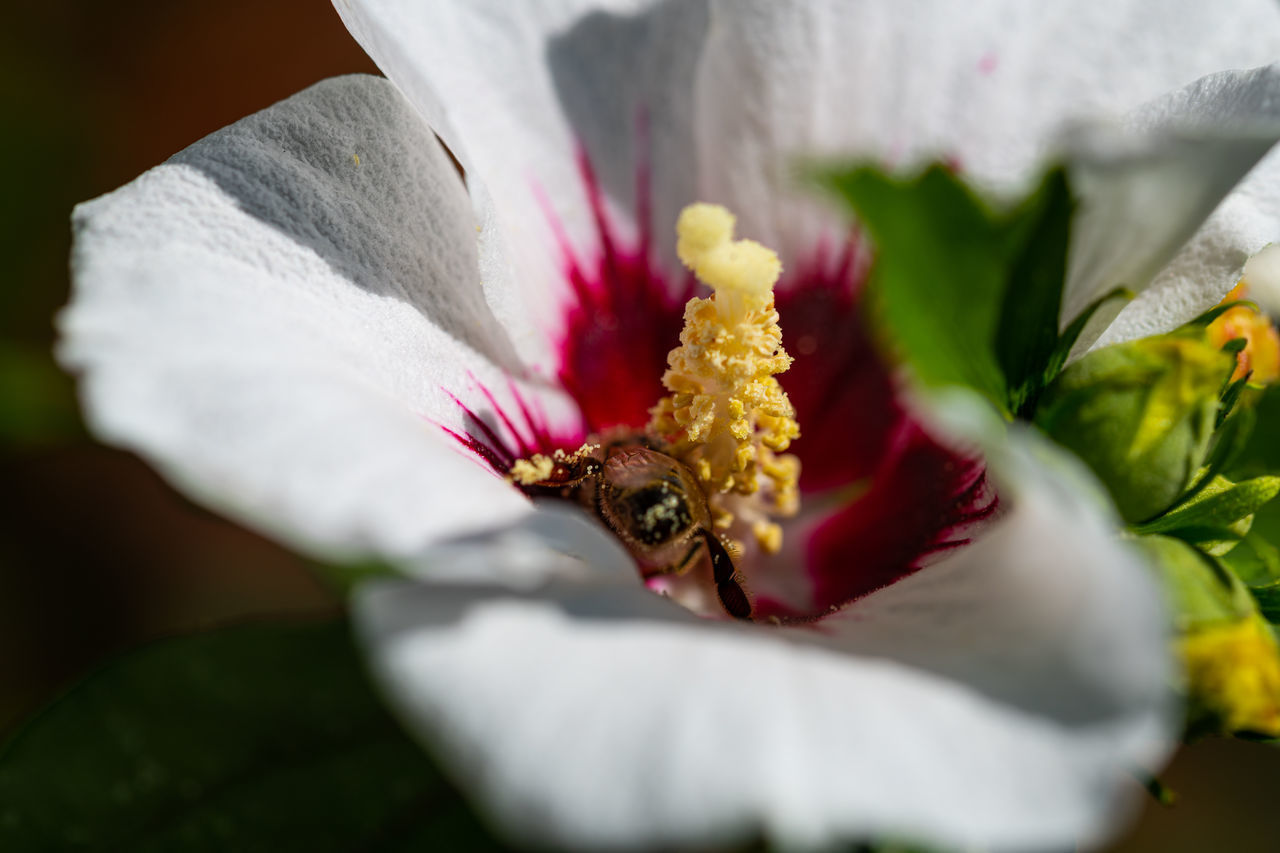 CLOSE-UP OF INSECT ON FLOWER