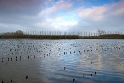 Flock of birds in lake