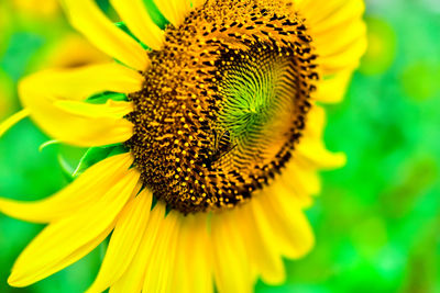 Close-up of bee insect on sunflower plant