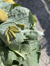 Close-up of fresh green leaves