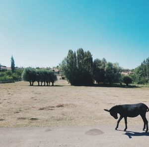 Horses in a field