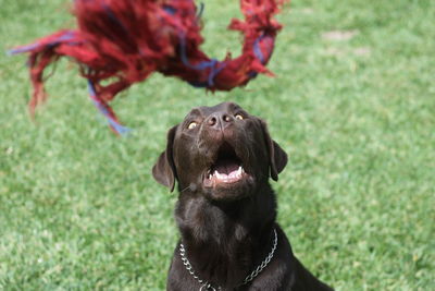 Close-up of a dog on field