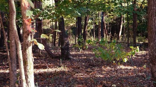 Trees in forest