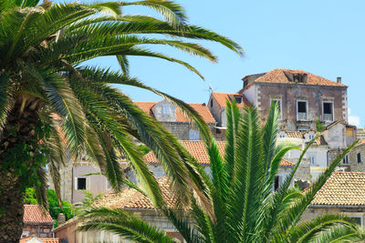 Palm trees by houses against sky