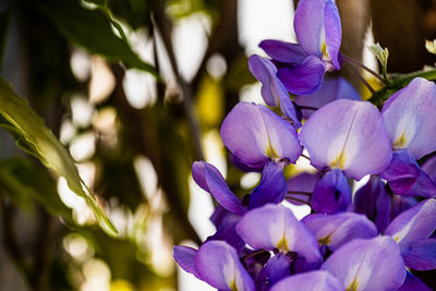 Close-up of purple flowering wisteria