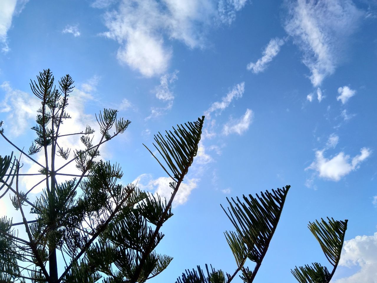 LOW ANGLE VIEW OF COCONUT PALM TREES AGAINST SKY