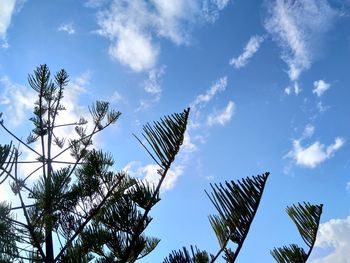 Low angle view of palm tree against sky