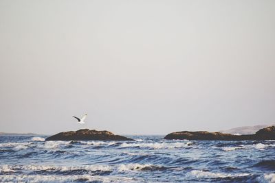 Bird flying over sea against clear sky