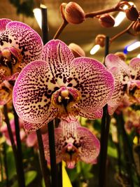 Close-up of pink orchid flowers