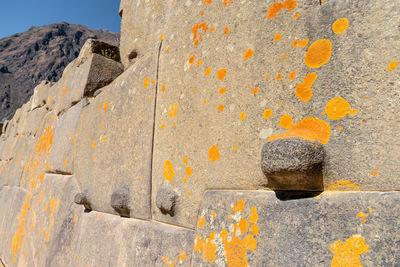 Close-up of lichen on rock against wall