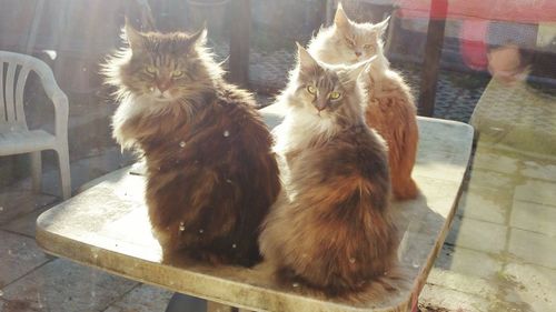 Portrait of maine coon cats sitting on table