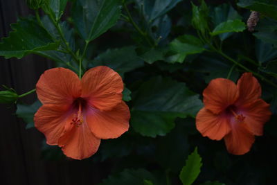 Close-up of orange flowers