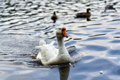 Swan swimming in lake