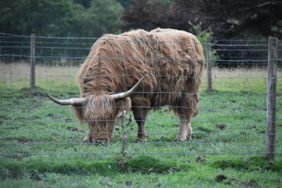 Horse standing in a field