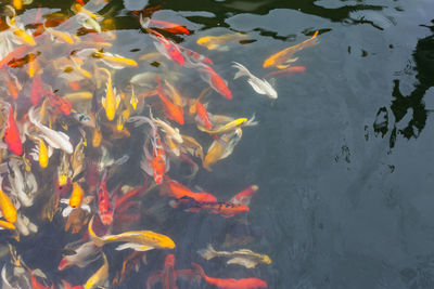 High angle view of koi carps swimming in lake