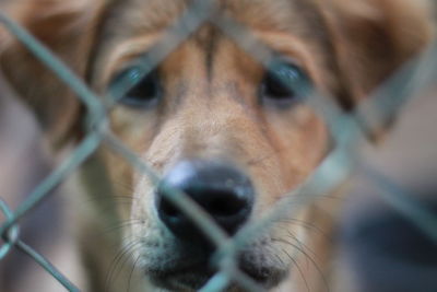 Close-up portrait of dog