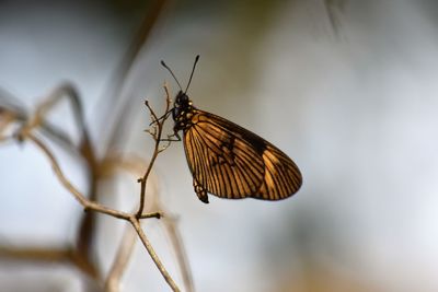 Close-up of butterfly