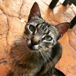 Close-up portrait of cat