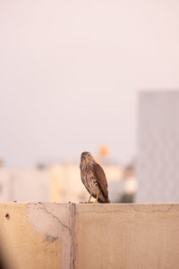 Close-up of bird perching on roof