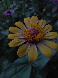 Close-up of yellow flower blooming outdoors