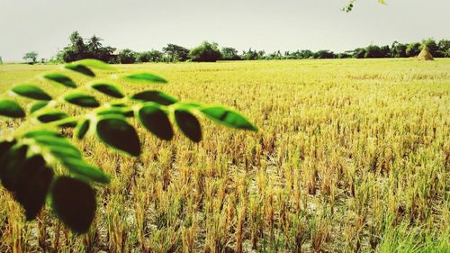 View of crop in field