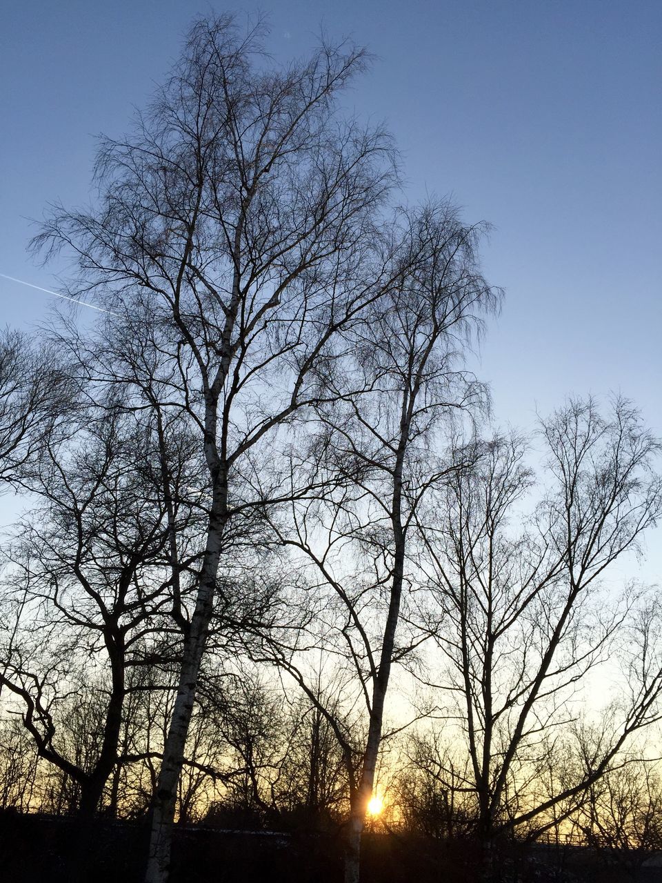 tree, bare tree, silhouette, sunset, sun, tranquility, tranquil scene, beauty in nature, scenics, branch, nature, sunlight, sky, low angle view, clear sky, sunbeam, growth, idyllic, non-urban scene, back lit