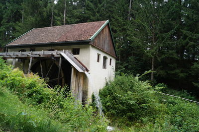 House amidst trees and plants in forest