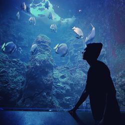 View of fish swimming in aquarium