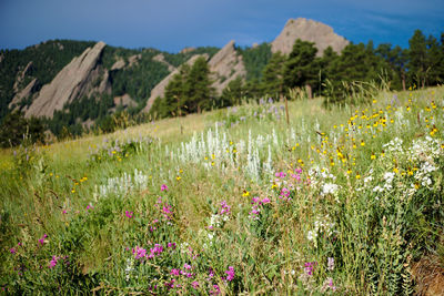 Scenic view of flowering plants on land against sky