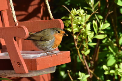 Close-up of bird perching on a plant