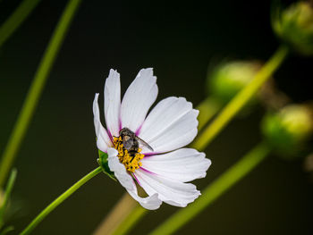 Close-up of bee pollinating on flower