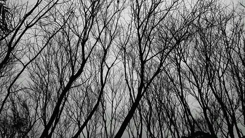 Low angle view of bare trees against sky