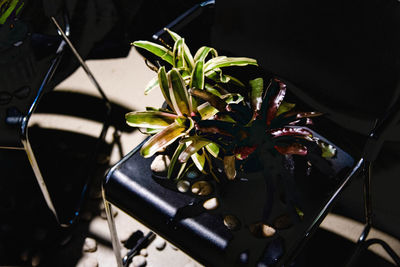 High angle view of potted plant at home