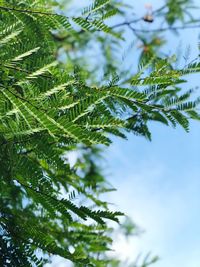 Low angle view of leaves on tree against sky