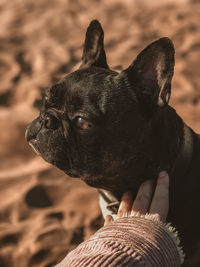 Side view of a french bulldog