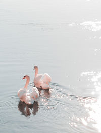 Swan swimming in a lake