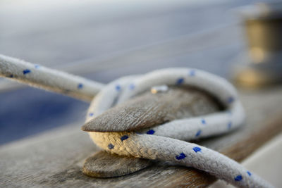 Close-up of lizard on table