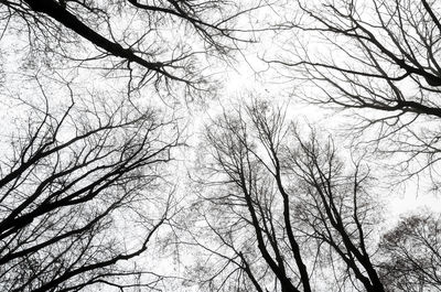 Low angle view of bare trees against sky