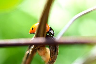 Close-up of ladybug on leaf