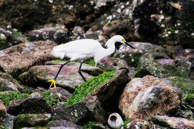 Bird perching on a rock