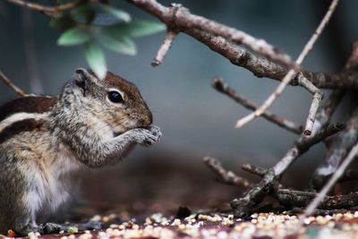 Close-up of chipmunk on land