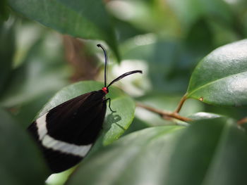 Close-up of insect on leaf