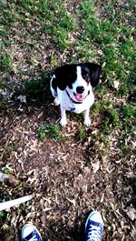 Portrait of dog standing on field