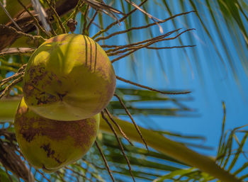 Close-up of plant against blurred background