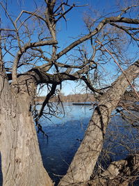 Low angle view of bare tree against sky