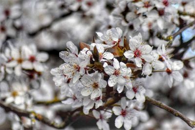 Close-up of apple blossoms in spring